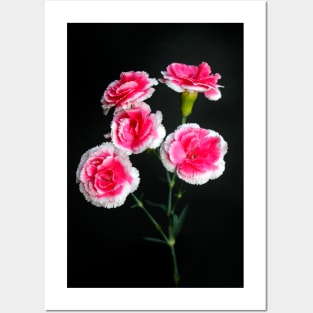 Carnation Arrangement Posters and Art